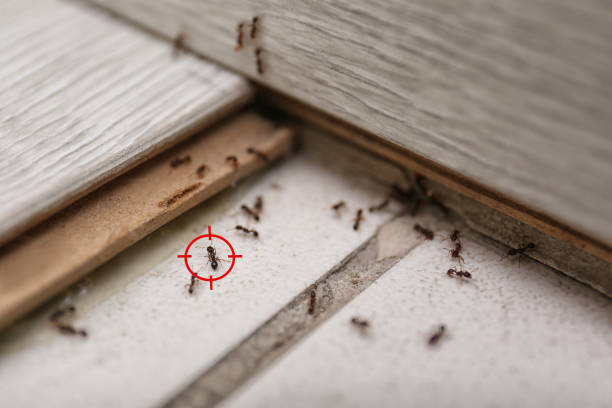 Best Mosquito Control Services  in Burnham, IL