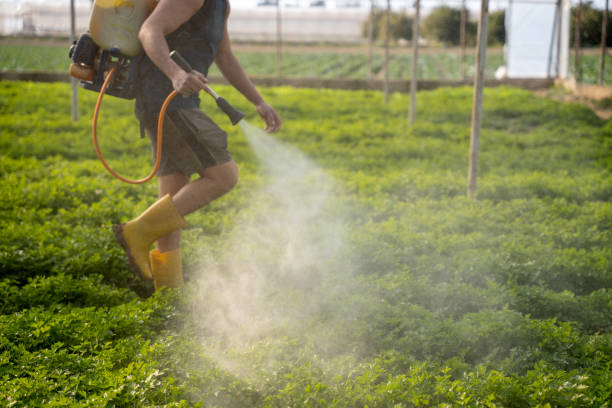 Best Affordable Pest Control Services  in Burnham, IL