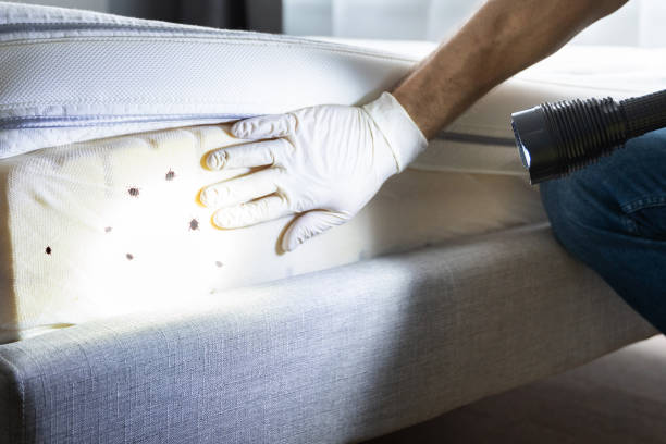 Best Affordable Pest Control Services  in Burnham, IL