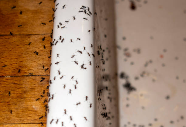 Trusted Burnham, IL Pest Control Experts