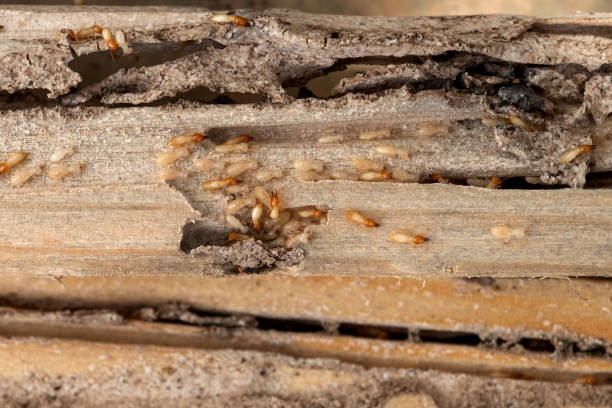 Spider Control Near Me in Burnham, IL